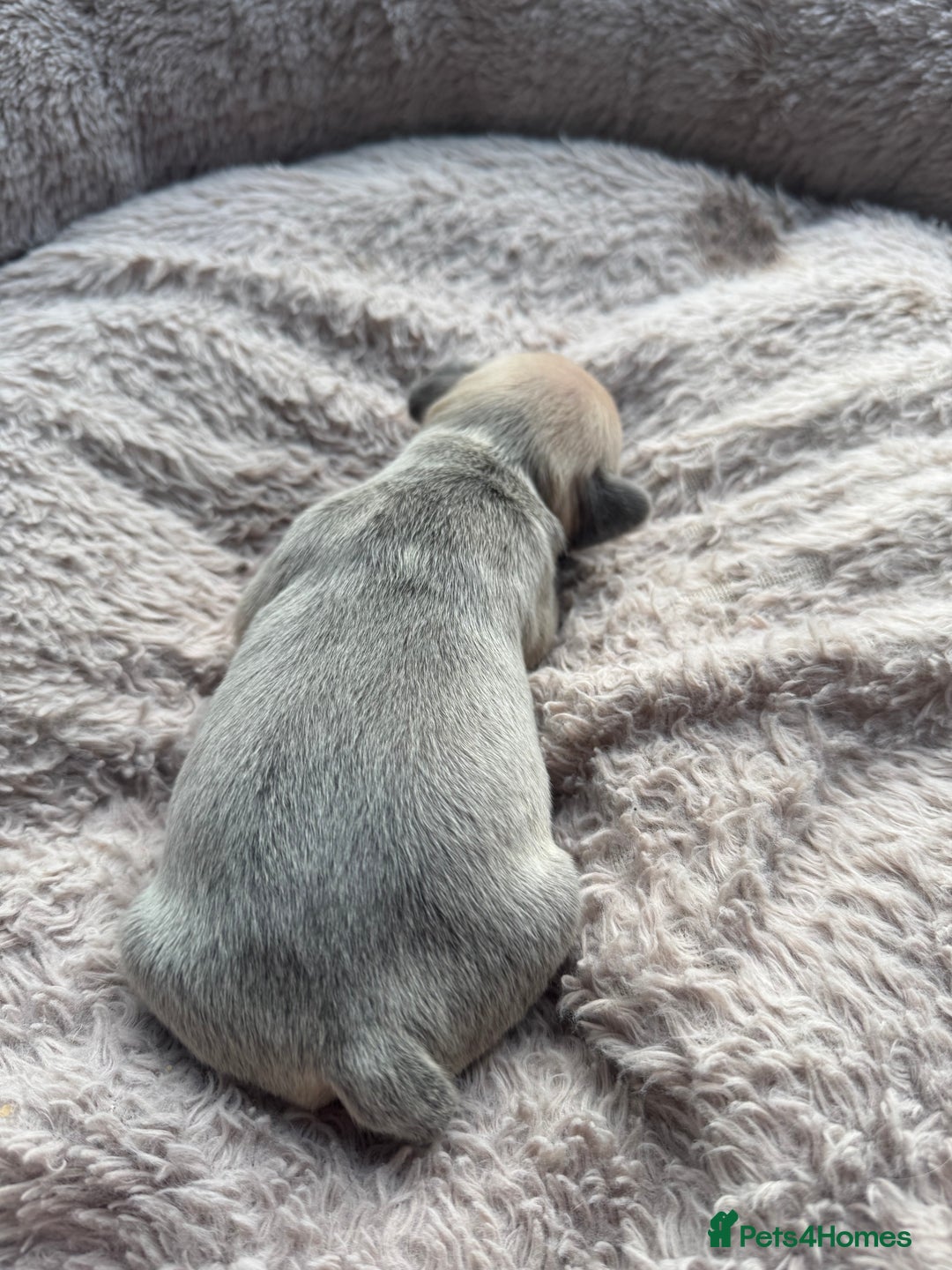 French Bulldog dogs for sale: Litter of mixed colour French bulldog puppies  - Advert 19