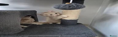 Siberian 3