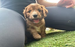Cavapoo dogs for sale: Beautiful fully DNA tested Cavapoo's  - Image 8
