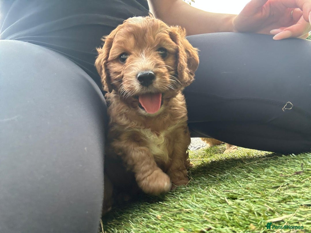 Cavapoo dogs for sale: Beautiful fully DNA tested Cavapoo's  - Image 8