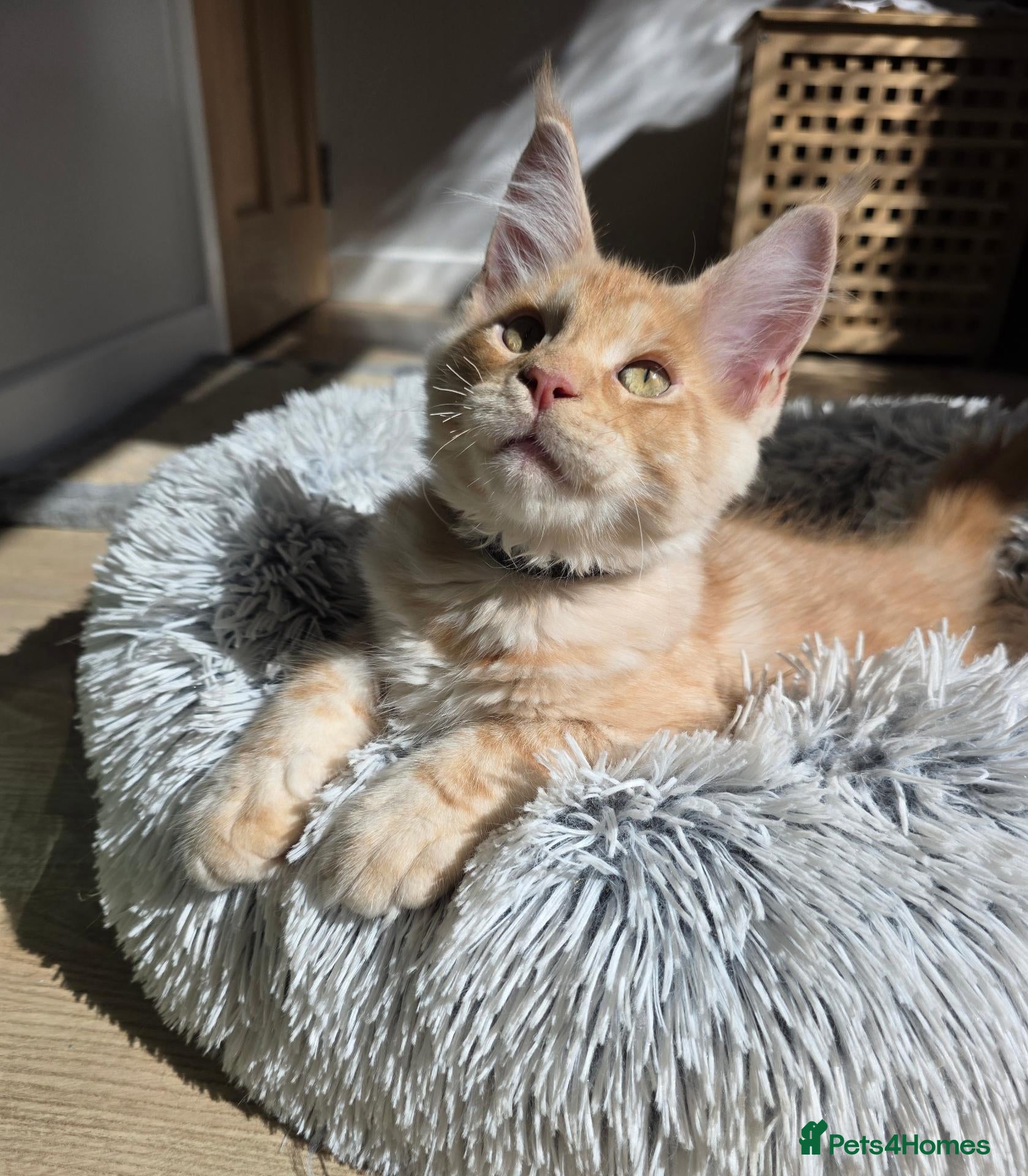 Maine Coon cats TICA Registered Maine Coon Kittens🐾 - Advert 1