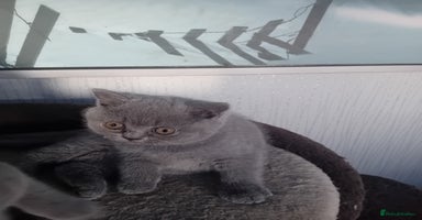 British Shorthair cats - Advert 8