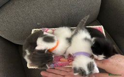 Mixed Breed cats for sale: Beautiful kittens 3 girls 1 boy  - Image 18