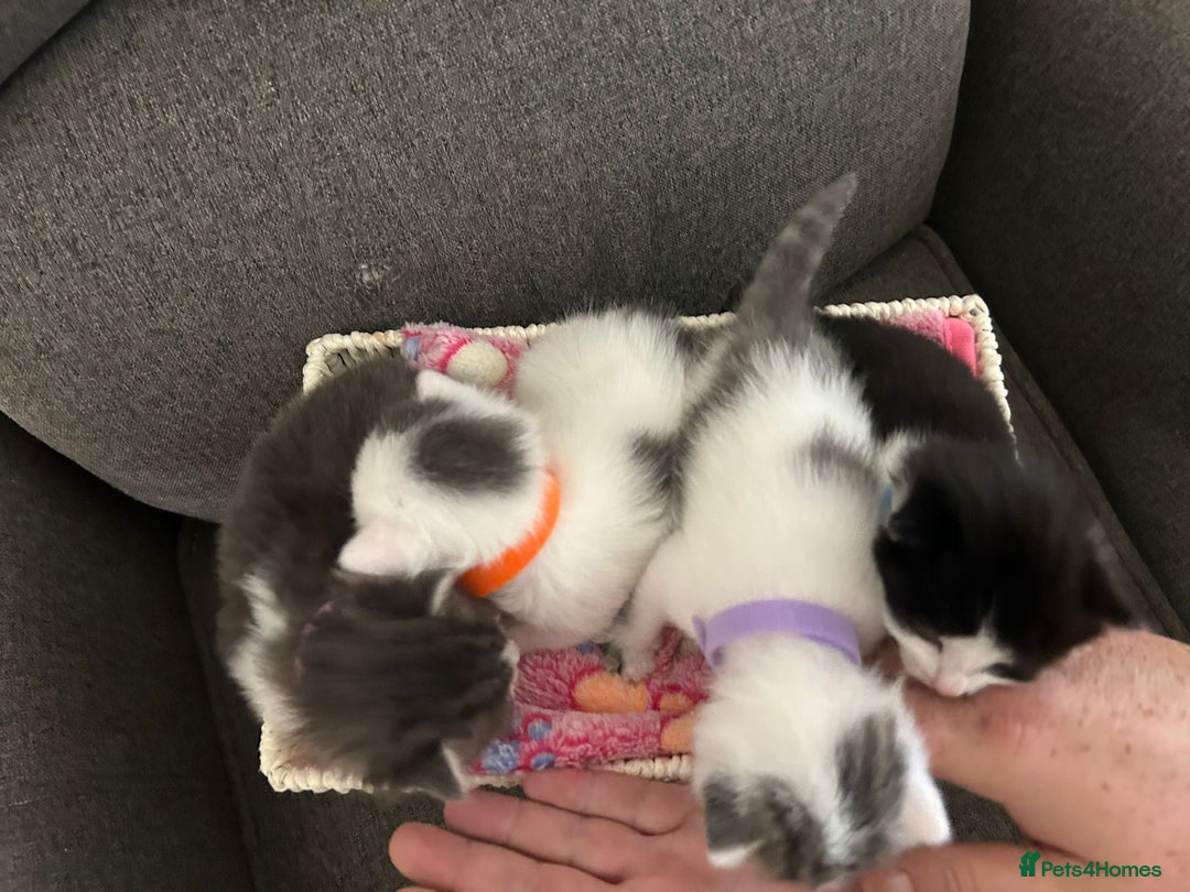 Mixed Breed cats for sale: Beautiful kittens 3 girls 1 boy  - Image 18