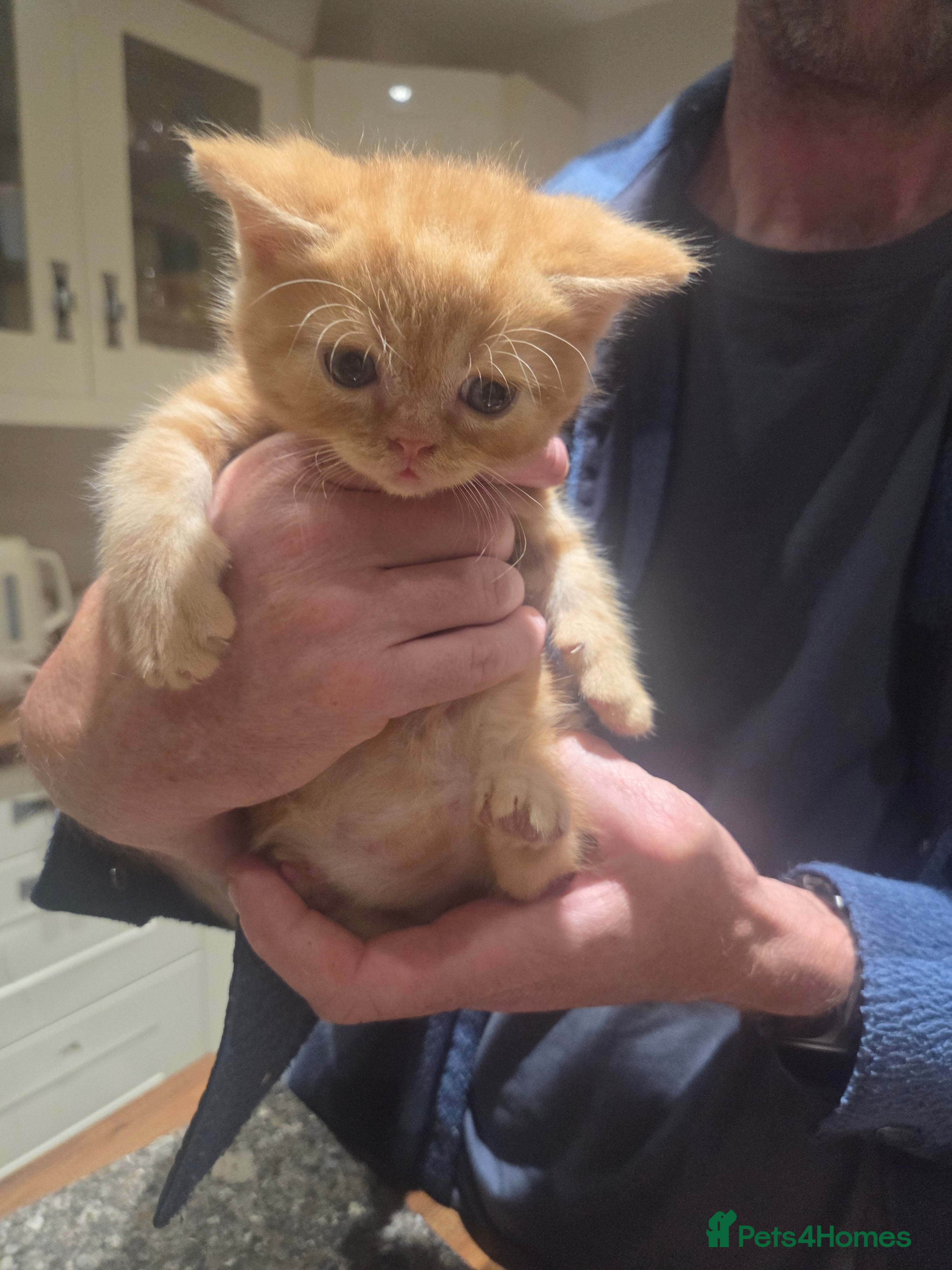 Persian cats for sale: Persian Cross tabby kittens for sale  in Warminster - Advert 13