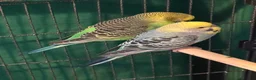 Budgerigars birds for sale: 8 week old baby budgies available in Runcorn - Advert 10