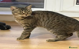 Mixed Breed cats for sale: Male and female cat - Image 10
