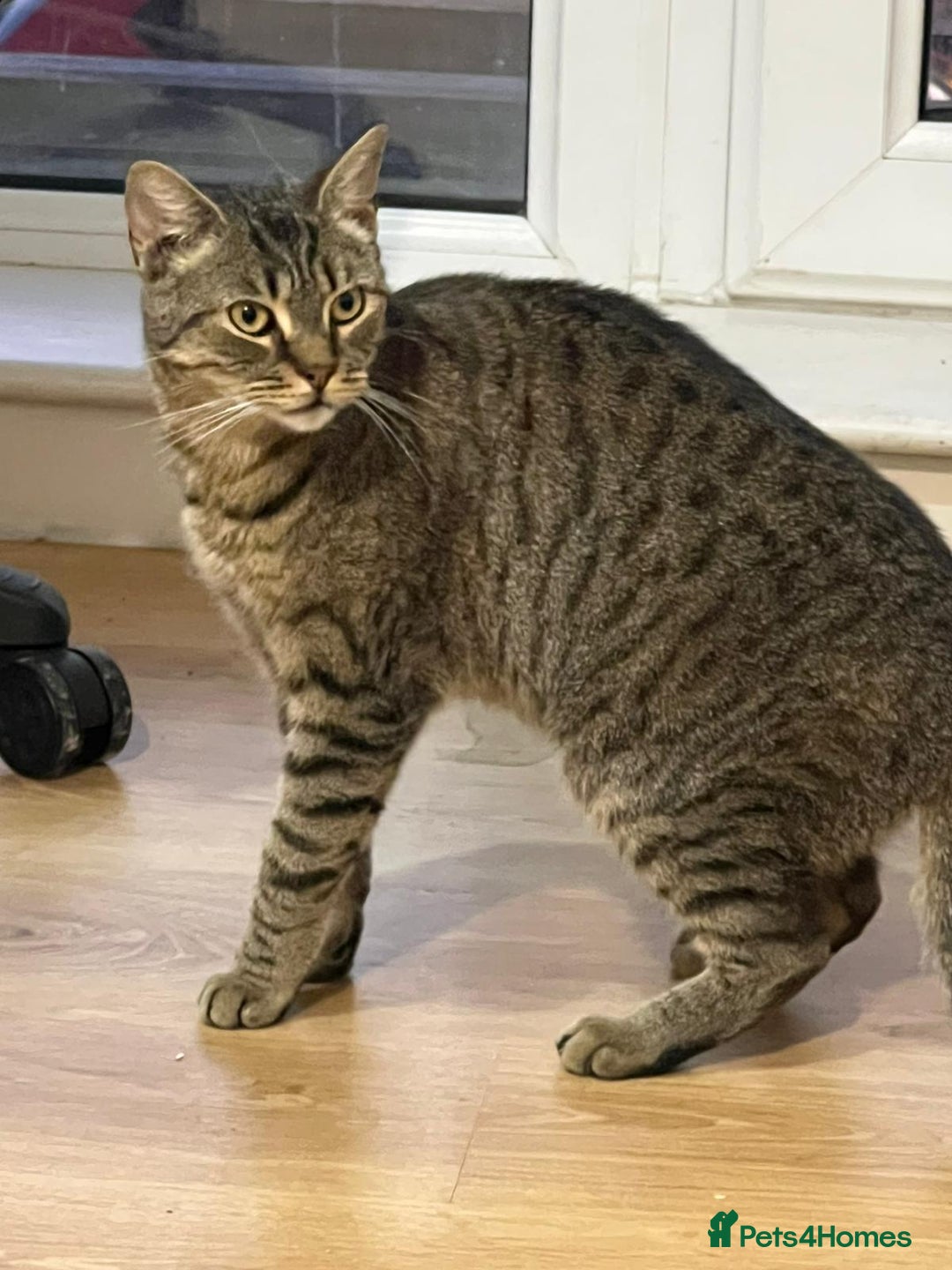 Mixed Breed cats for sale: Male and female cat - Image 10