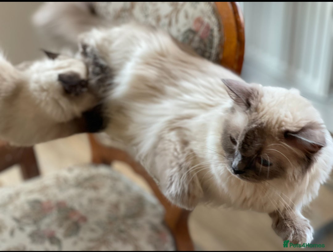 Ragdoll cats for sale: GCCF Champion Line Beautiful Ragdoll Kikki - Image 3