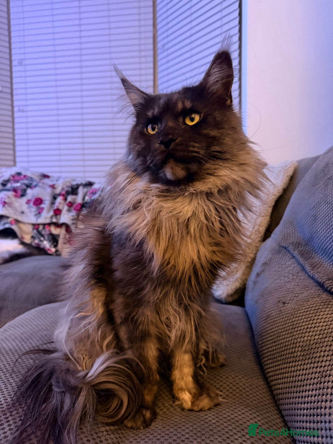 Maine Coon cats for sale: GCCF Maine coon litter  - Advert 4