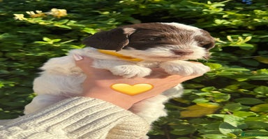 Labradoodle dogs - Advert 15