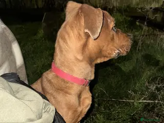 Mixed Breed dogs Meet Luna - Advert 14