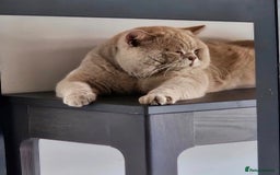British Shorthair cats for stud: 🩵Stunning lilac British shorthair for stud 🩵 - Image 4