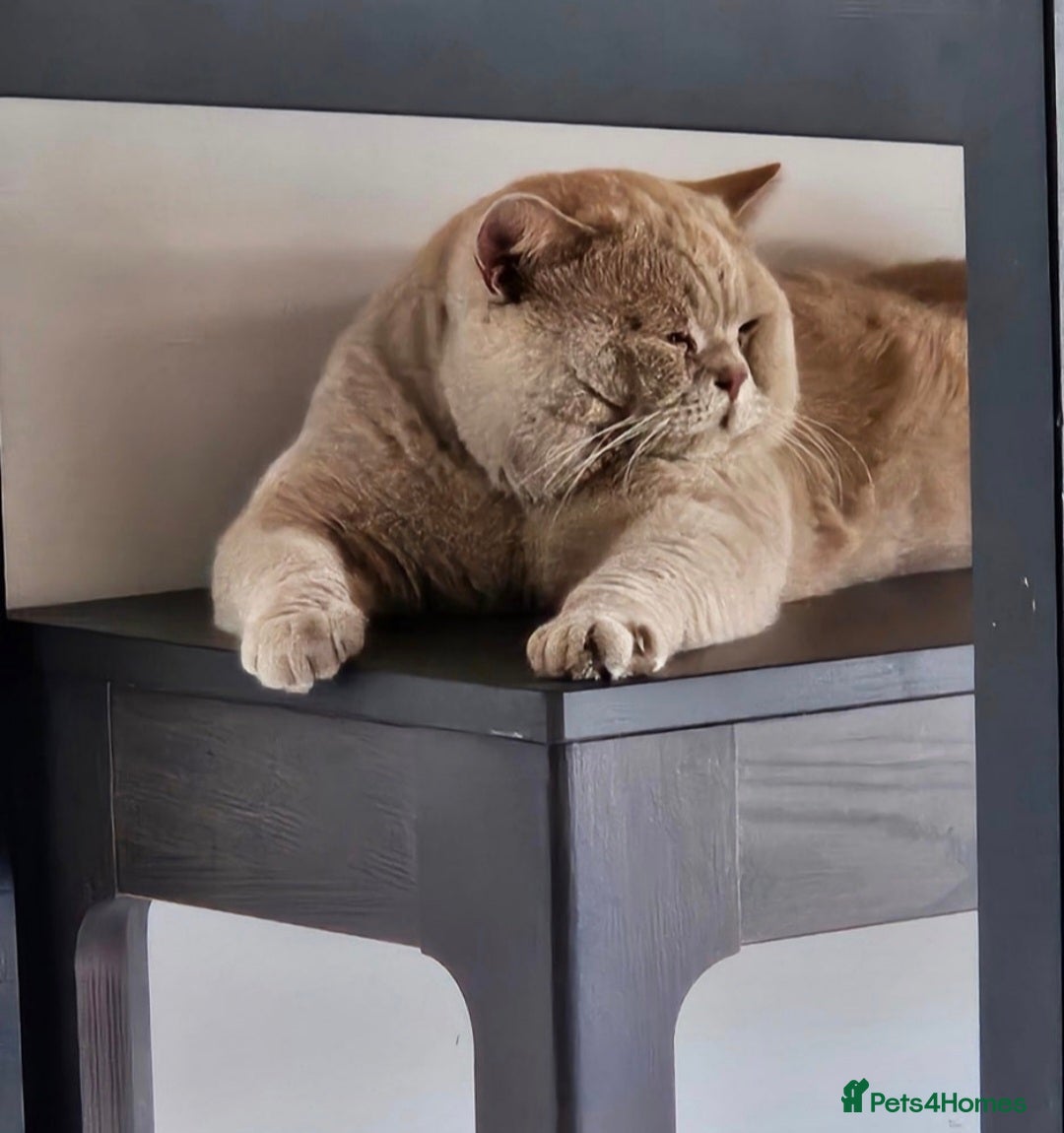 British Shorthair cats for stud: 🩵Stunning lilac British shorthair for stud 🩵 - Image 4