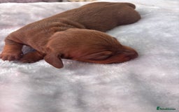 Miniature Dachshund dogs for sale: Miniature dachshund smooth hair pups  - Image 22