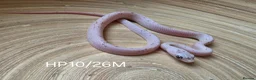 Corn Snake reptiles for sale: Palmetto and caramel palmetto corn snakes  - Advert 21