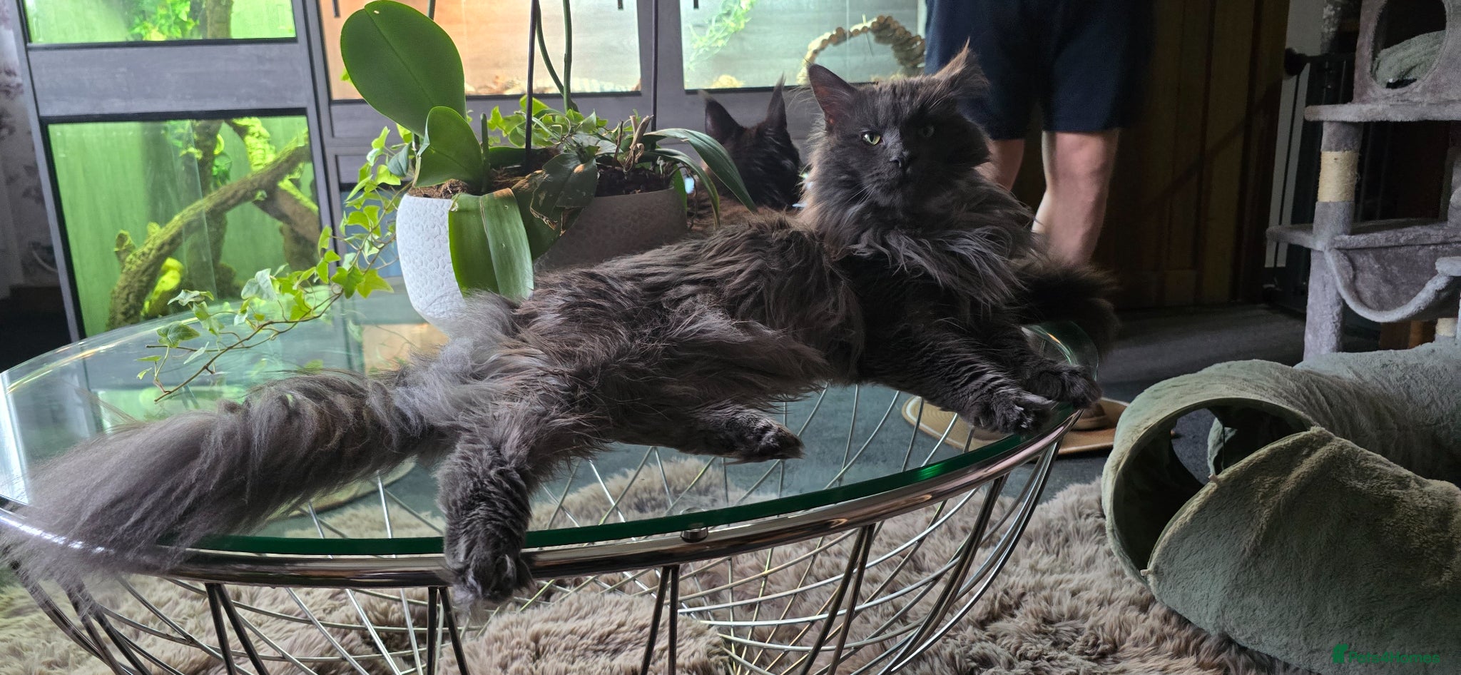 Maine Coon cats Full pedigree, Russian lines Xl Maine Coon - Advert 2