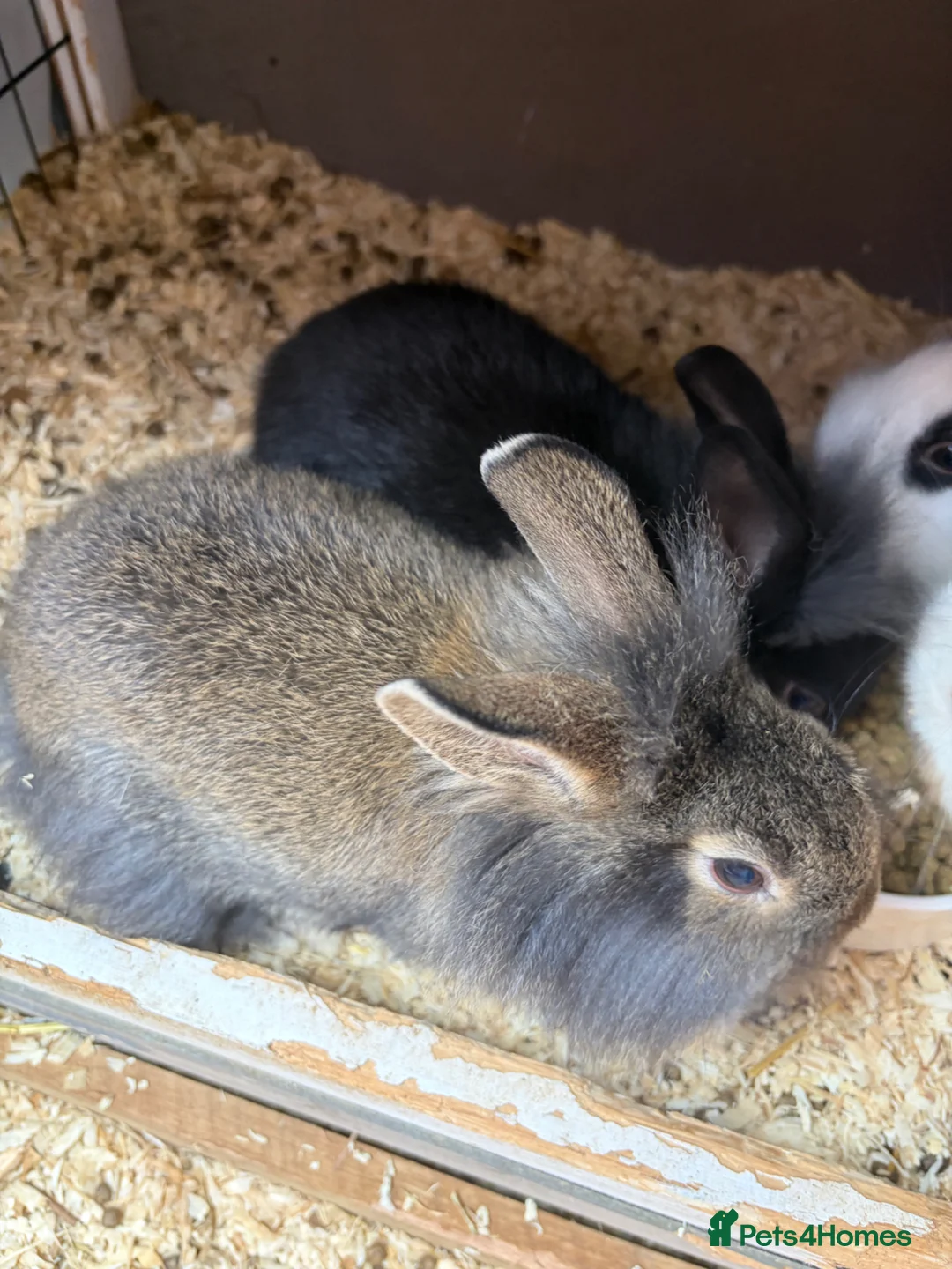 Mixed Breed rabbits for sale: Baby rabbits  - Advert 2