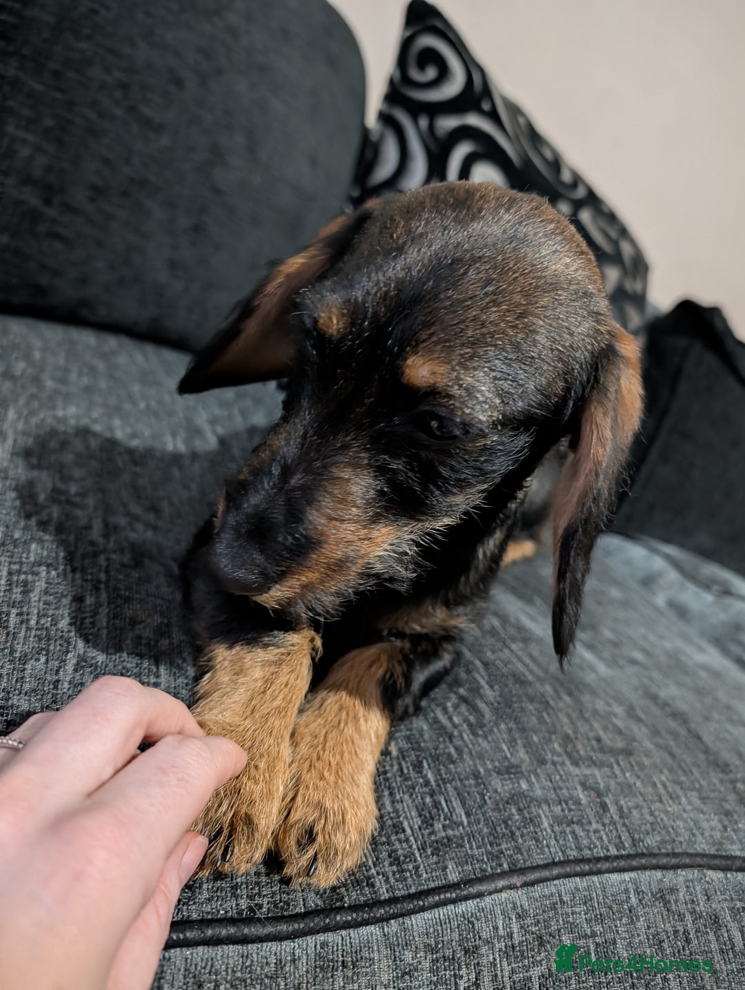 Doxiepoo dogs for sale: Doxiepoo  - Advert 3