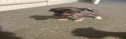 Chinese Crested dogs for sale: Hairless Chinese Cresteds  - Advert 8