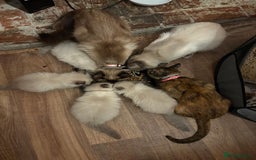 Ragdoll cats for sale: 3 Stunning Ragdoll boys - Image 11