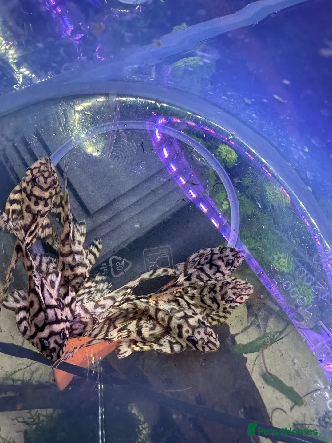 Plecos fish for sale: L236SWandRB mix 3male 5female - Advert 1