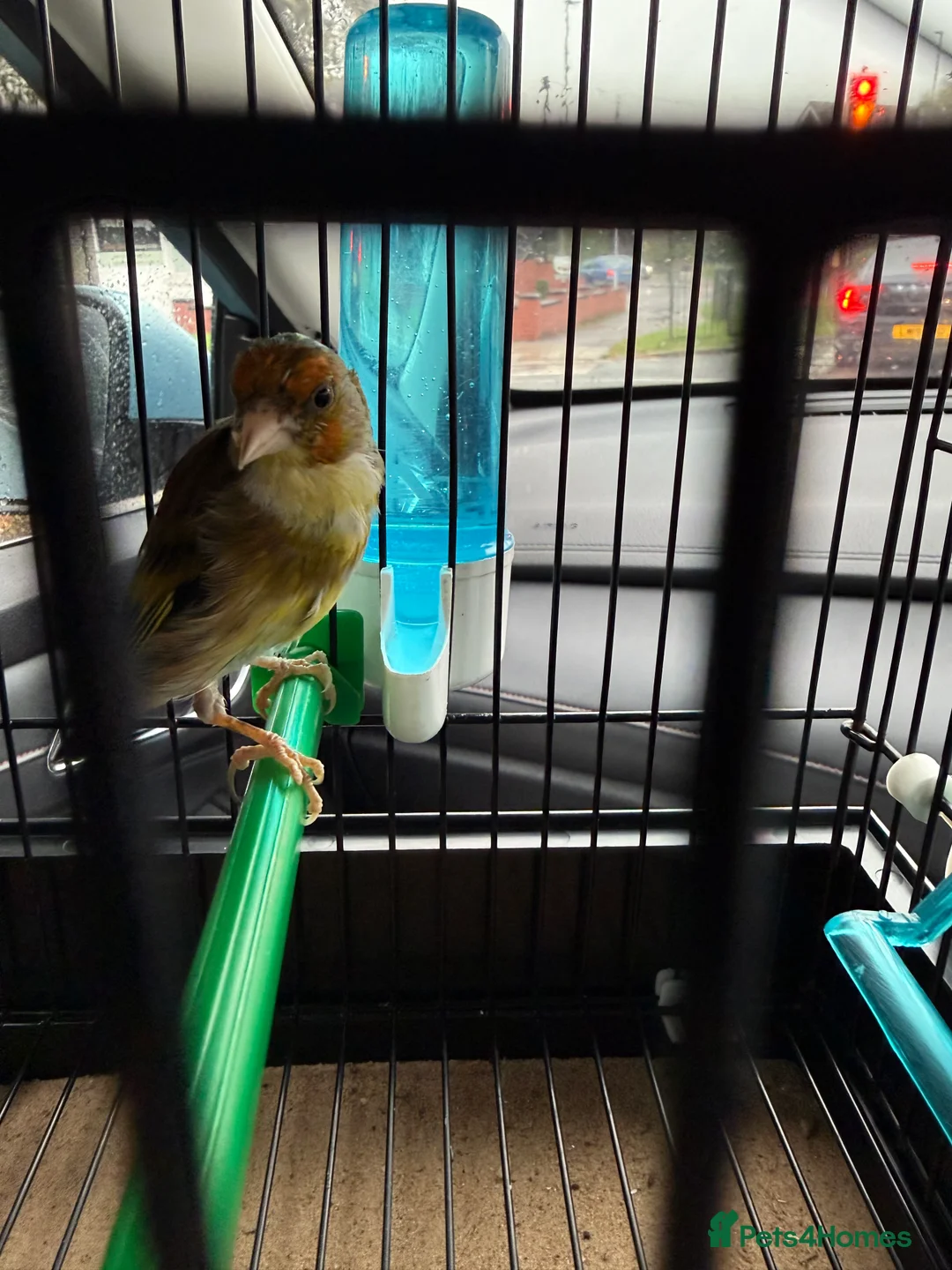 Finches birds for sale: Goldfinch mule - Advert 1