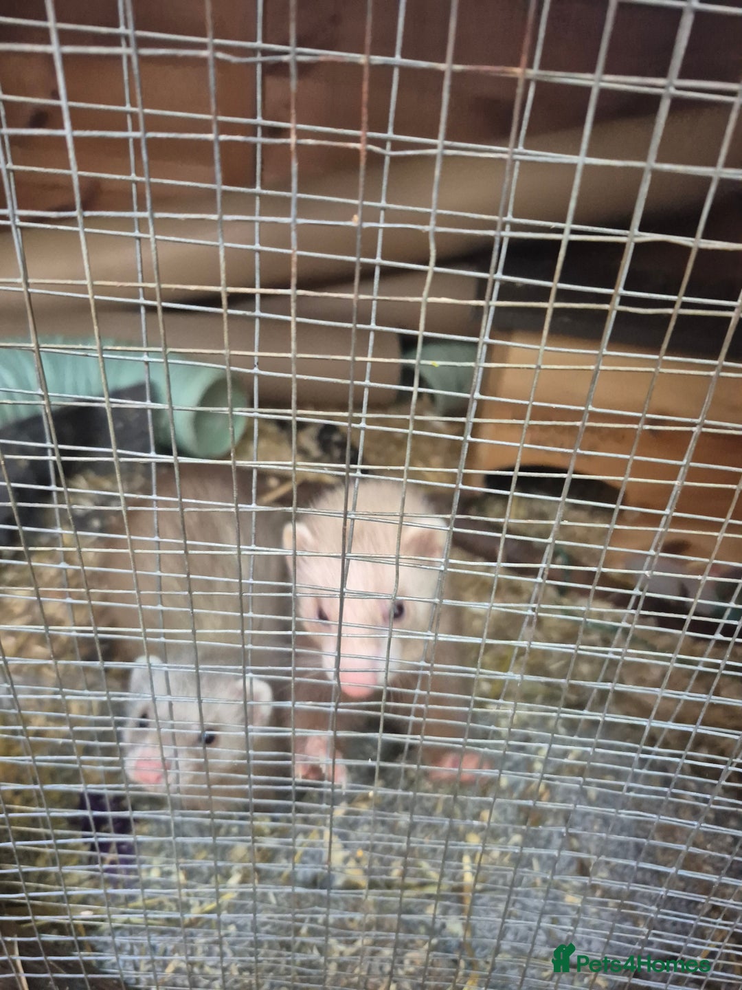Ferret rodents for sale: Rodent cage and extension - Image 3
