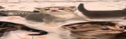 Scottish Fold cats for sale: beautiful scottish fold kittens 💕🧸 - Advert 16