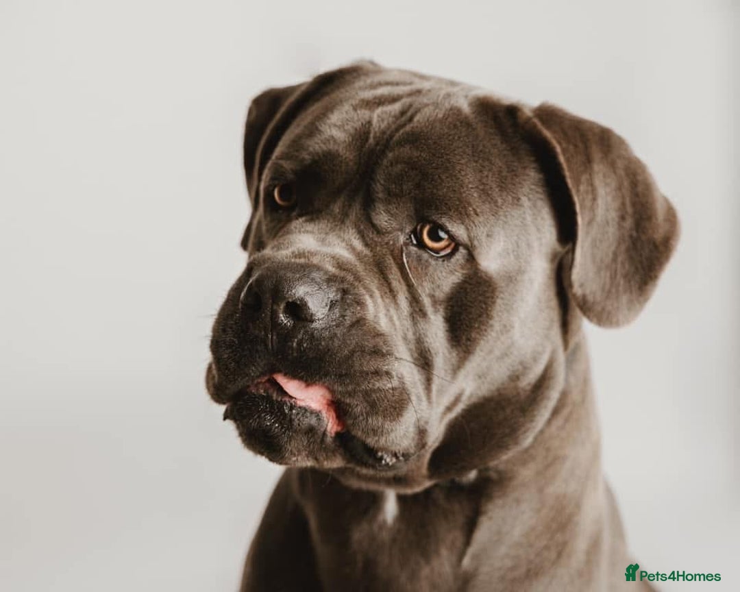 Cane Corso dogs for sale: Lupo D’Italia Kennels - Image 3