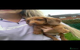 Miniature Dachshund dogs for sale: Long hair miniature female  - Image 12
