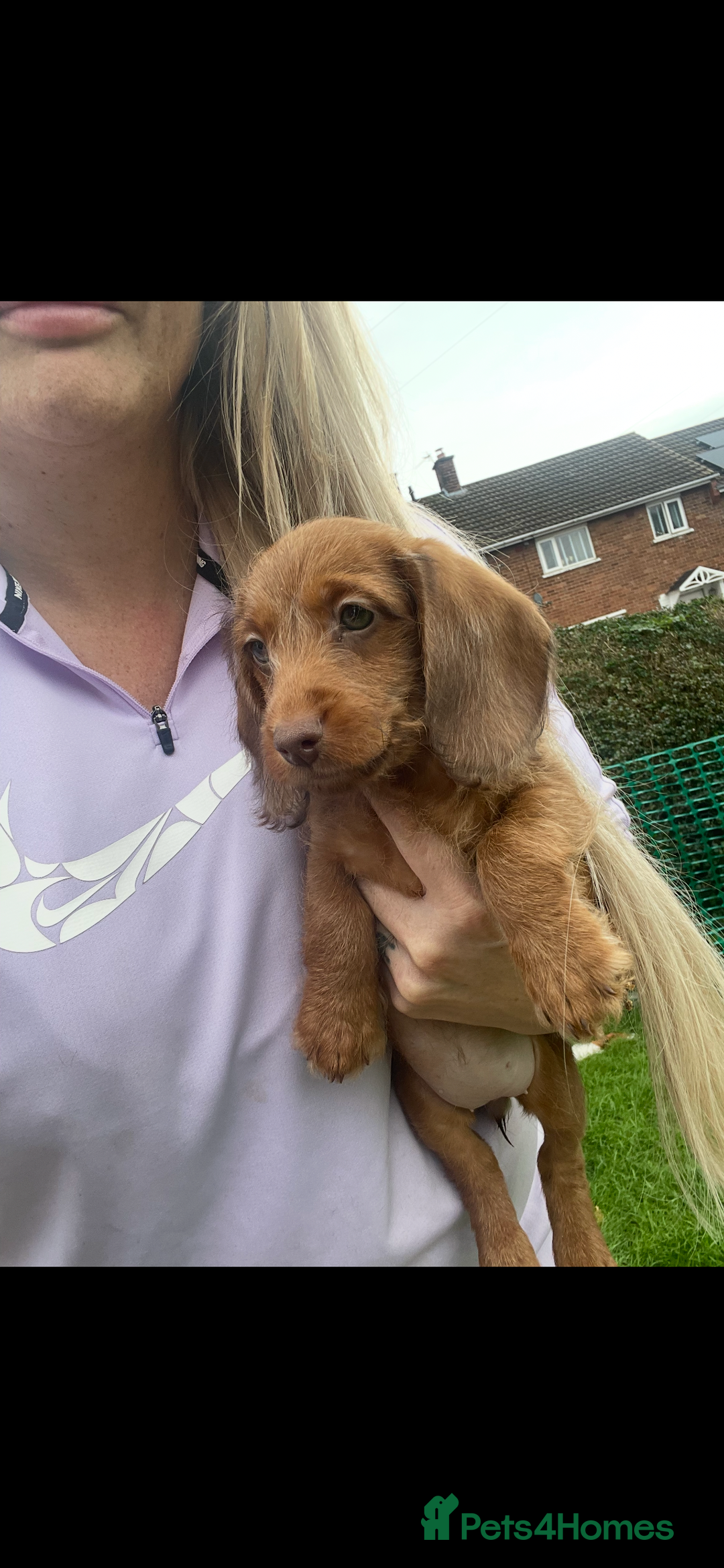 Miniature Dachshund dogs for sale: Long hair miniature female  - Image 12