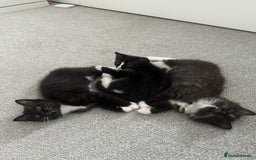 Mixed Breed cats for sale: Two Cow Cat for SALE - Image 4