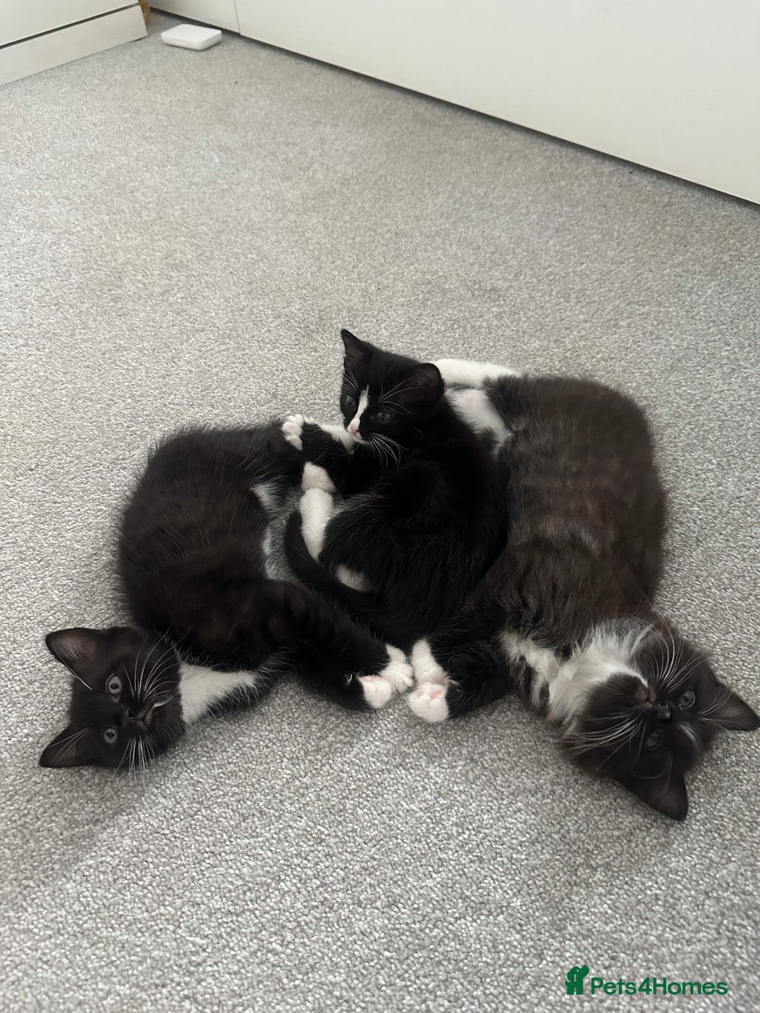 Mixed Breed cats for sale: Two Cow Cat for SALE - Image 4