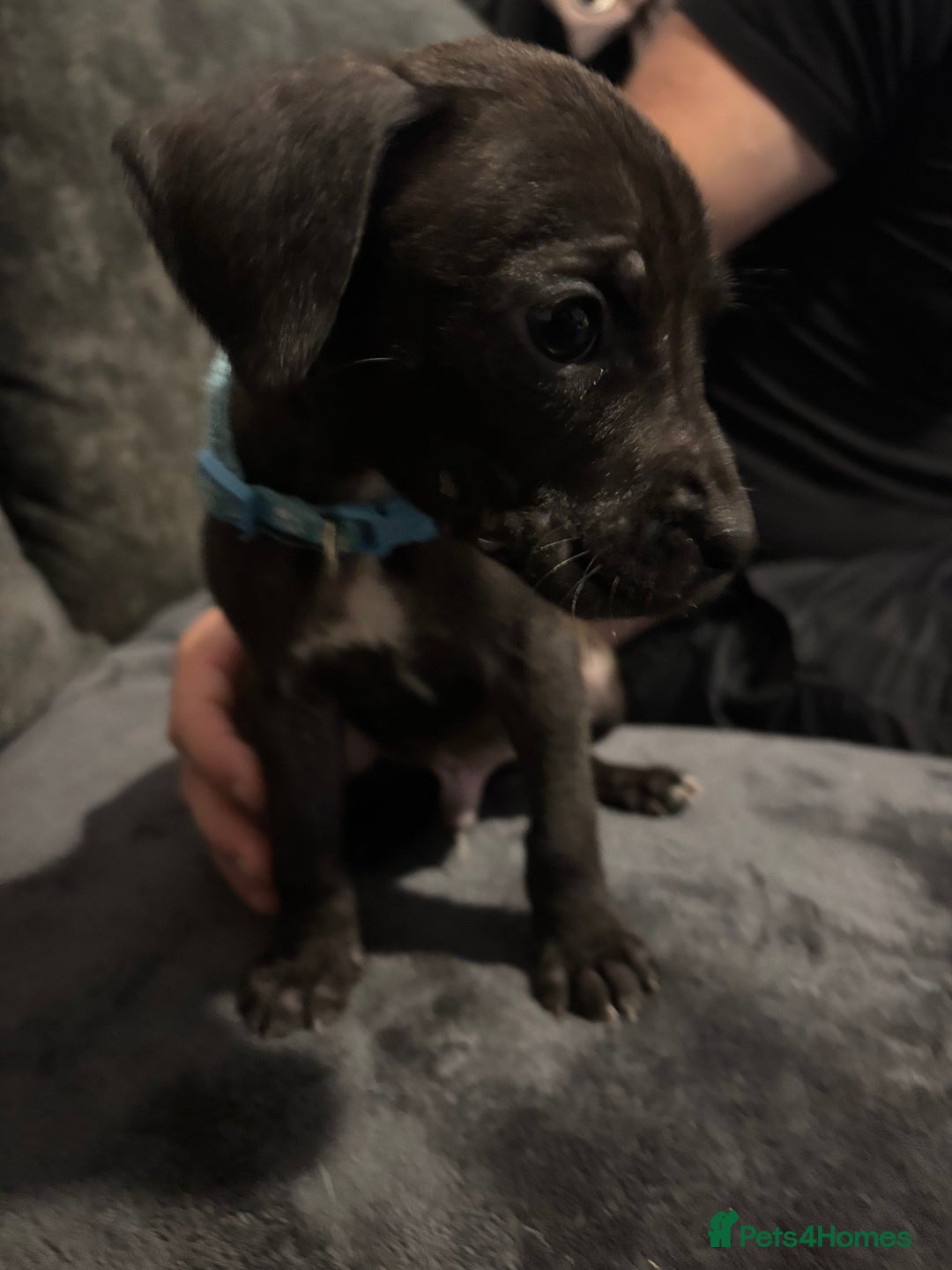 Mixed Breed dogs for sale: Cane corso x pressa pups ready to leave  - Advert 5