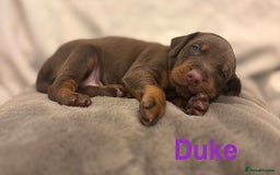 Dobermann dogs for sale: Doberman puppies  - Image 2