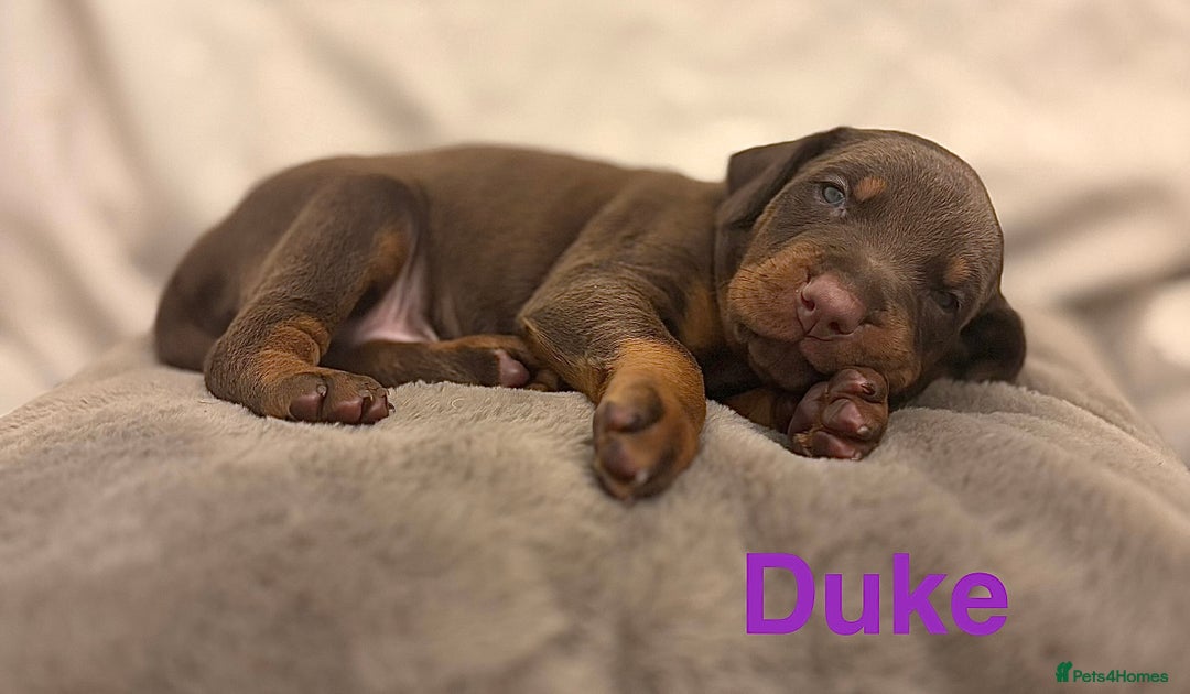 Dobermann dogs for sale: Doberman puppies  - Image 2