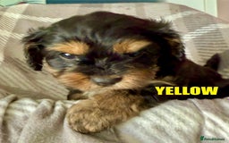Cavapoo dogs for sale: Stunning F1 Cavapoo Puppies  - Image 7