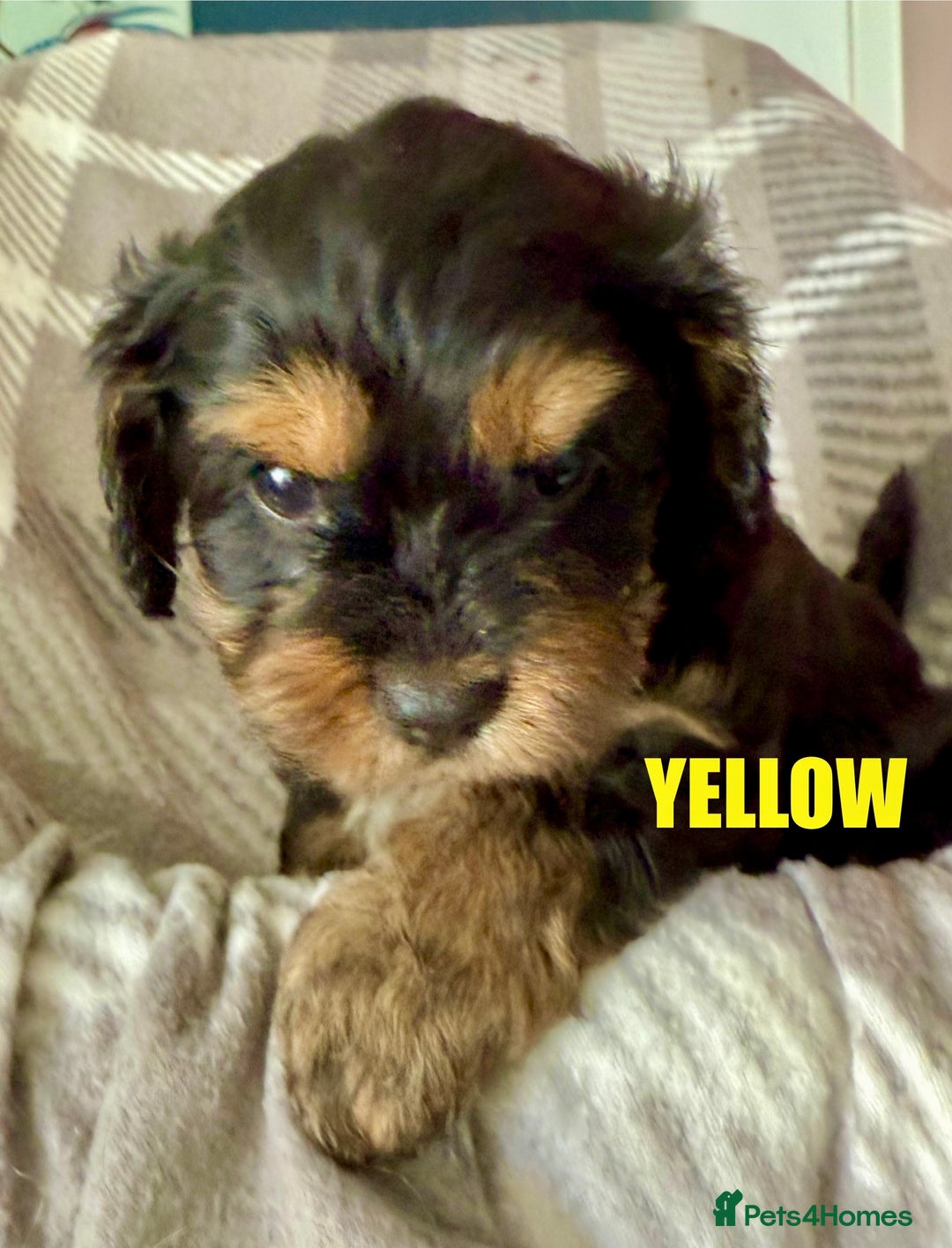 Cavapoo dogs for sale: Stunning F1 Cavapoo Puppies  - Image 7