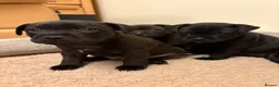 Staffordshire Bull Terrier dogs for sale: KC Reg/DNA Clear Brindle Staffordshire Puppies. - Advert 4