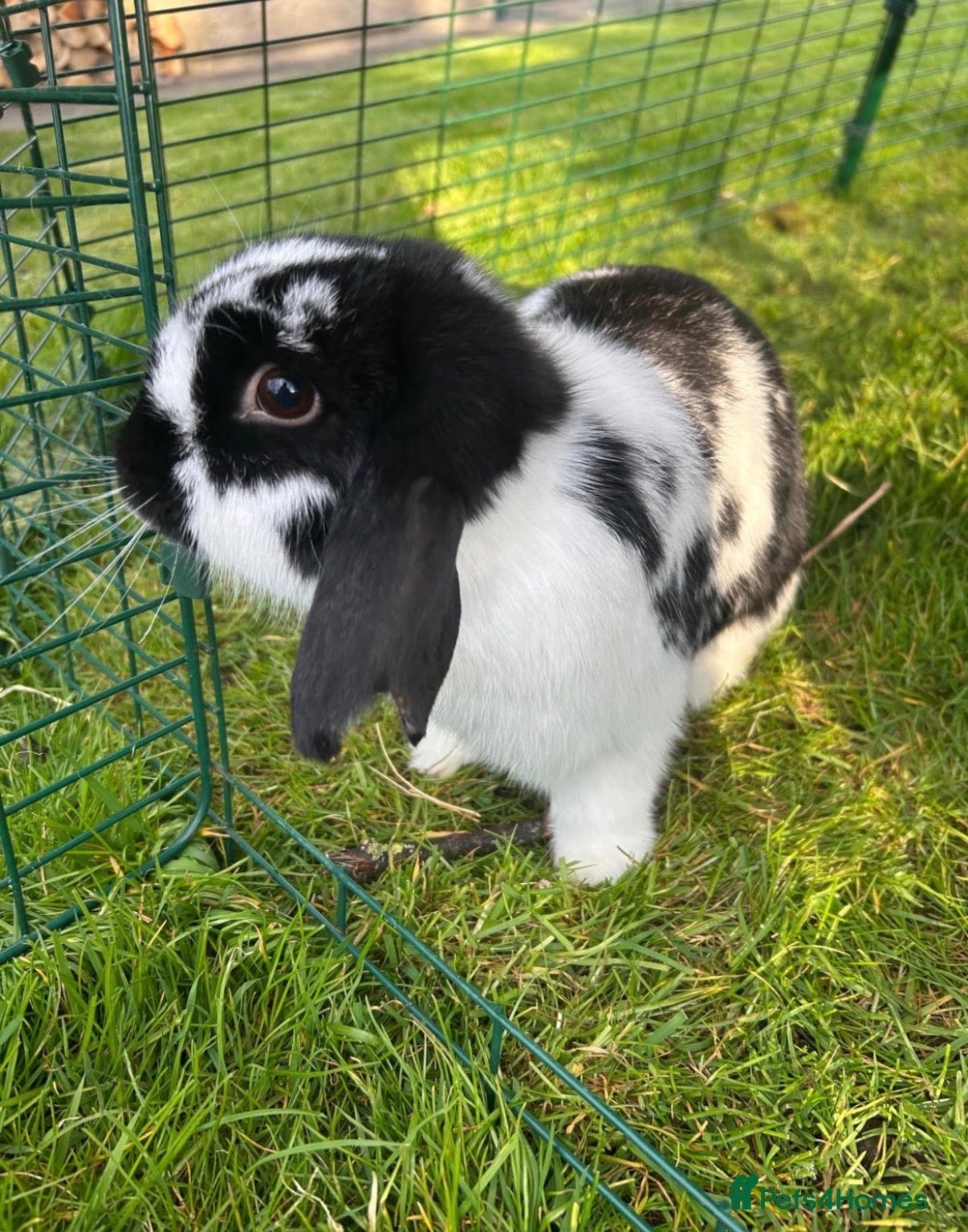 Mini Lop rabbits Pair of neutered & vaccinated bunnies  - Advert 2