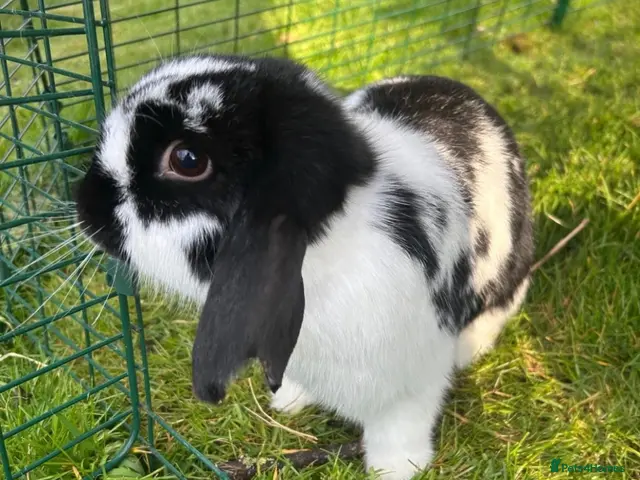 Mini Lop rabbits for sale: Pair of neutered & vaccinated bunnies - Advert 2