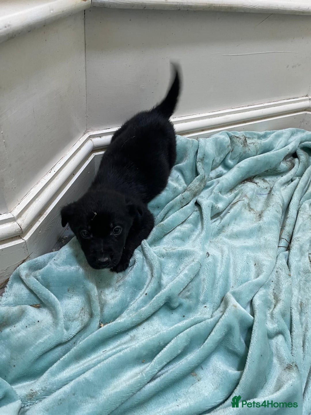 Borador dogs for sale: ⚫️lab x collie puppies ⚪️ - Advert 15