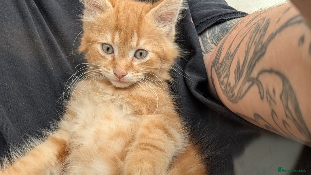Mixed Breed cats for sale: Beautiful fluffy kittens dads part maincoon  - Image 3