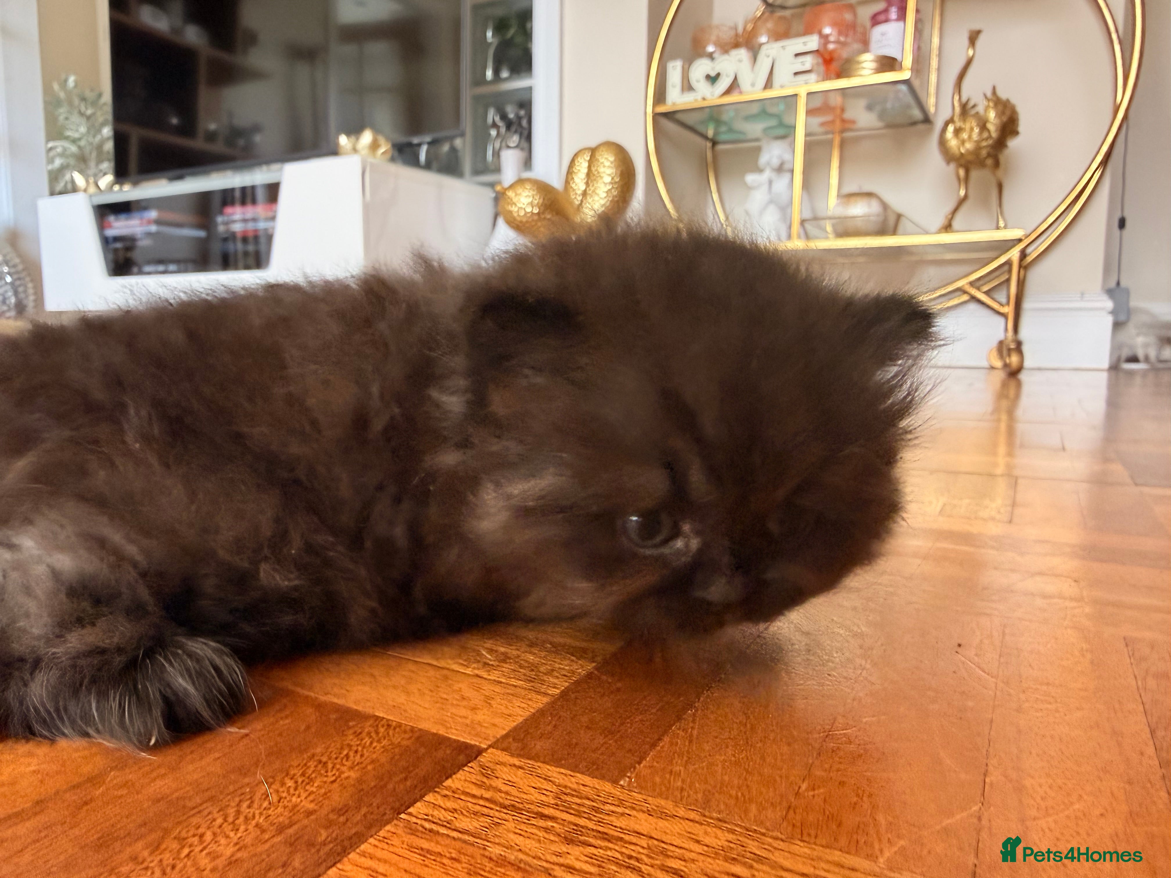 British Longhair cats for sale: Beautiful rainbow litter now available to reserve - Advert 24