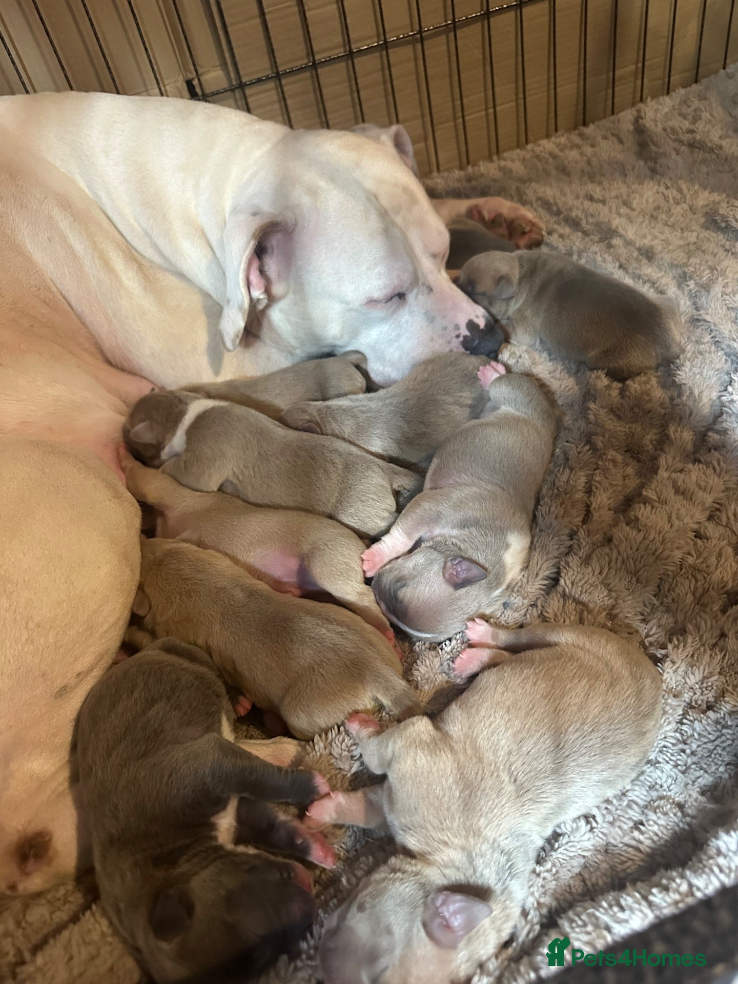 Staffordshire Bull Terrier dogs Beautiful lilac ,fawn ,blue , cream puppies  - Advert 1