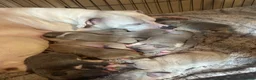 Staffordshire Bull Terrier dogs for sale: Beautiful lilac ,fawn ,blue , cream puppies  - Advert 1