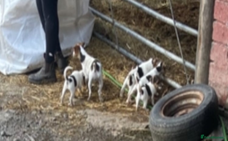 Jack Russell dogs - Advert 1