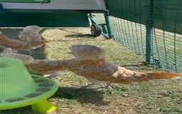 Chickens poultry for sale: Polish Bantams Pullets/hens (Show quality)) - Image 4