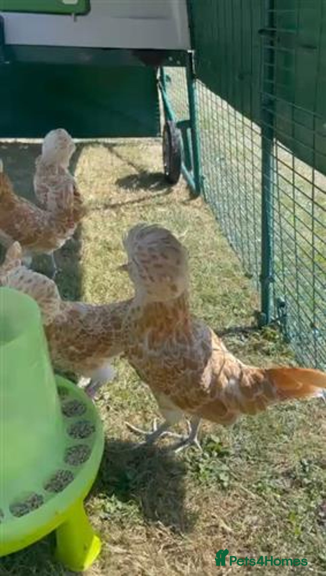 Chickens poultry for sale: Polish Bantams Pullets/hens (Show quality)) - Image 4